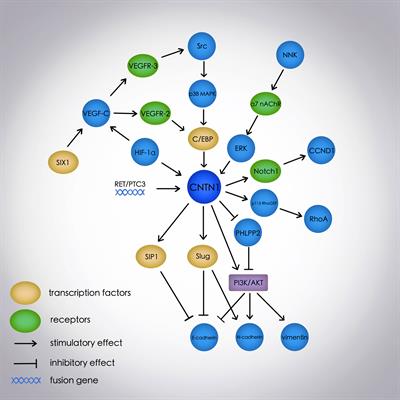 The Role of Contactin 1 in Cancers: What We Know So Far